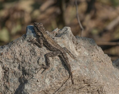 Psammophilus dorsalis