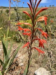 Watsonia angusta