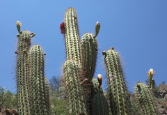 Trichocereus chiloensis