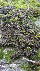 Peltigera collina
