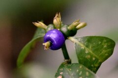 Psychotria suterella