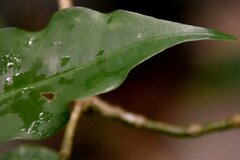 Psychotria suterella