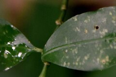 Psychotria suterella