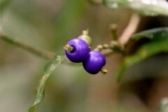 Psychotria suterella