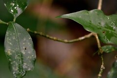 Psychotria suterella