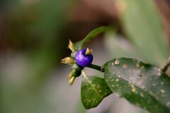 Psychotria suterella