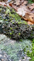 Peltigera collina