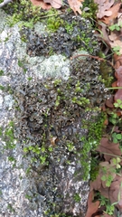 Peltigera collina