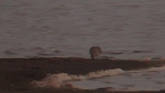 Calidris canutus