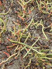CK2AZ, CC BY, iNaturalist via GBIF Salicornia virginica, photograph CK2AZ, CC BY, iNaturalist via GBIF