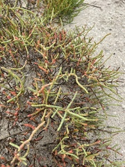 CK2AZ, CC BY, iNaturalist via GBIF Salicornia virginica, photograph CK2AZ, CC BY, iNaturalist via GBIF