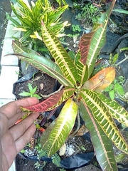 Codiaeum variegatum