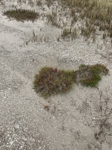 Salicornia virginica, photograph 6