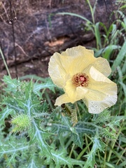 Argemone aenea