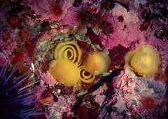 Doriopsilla albopunctata