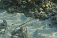 Halichoeres scapularis