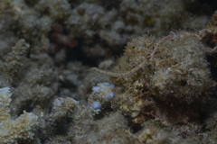 Corythoichthys schultzi