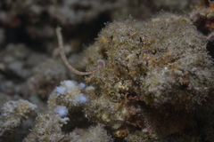 Corythoichthys schultzi