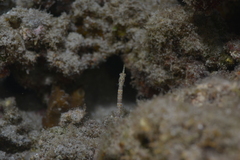 Corythoichthys schultzi