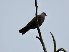 Patagioenas subvinacea