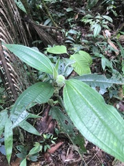 Miconia tococa