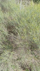 Baccharis notosergila