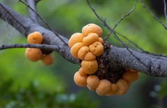 Cyttaria hariotii