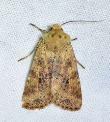 Conistra rubiginea
