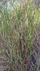 Baccharis trimera