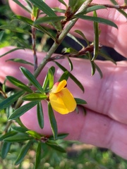 Pultenaea rariflora