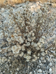 Baccharis pteronioides