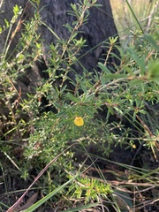 Pultenaea rariflora