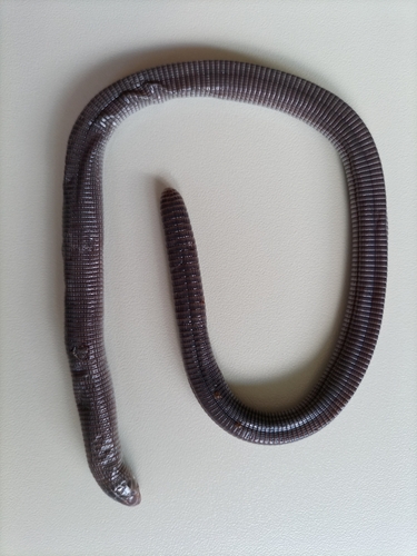 Mertens' Worm Lizard