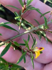 Pultenaea rariflora