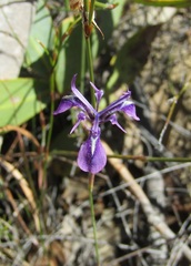 Moraea petricola