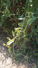 Muehlenbeckia sagittifolia