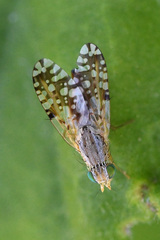 Insizwa striatifrons