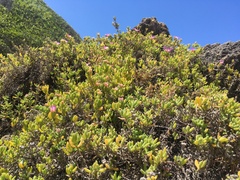 Drosanthemum candens