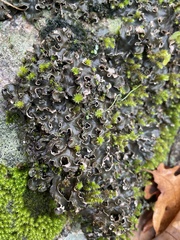 Peltigera collina