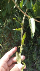 Muehlenbeckia sagittifolia