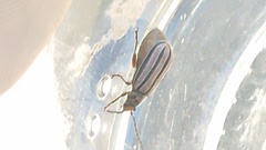 Disonycha bicarinata