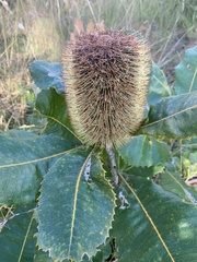 Banksia robur
