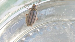 Disonycha bicarinata