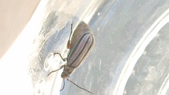 Disonycha bicarinata