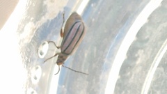 Disonycha bicarinata