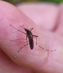 Aedes alboannulatus