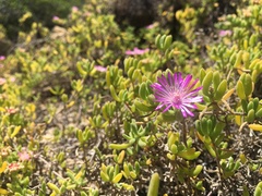 Drosanthemum candens