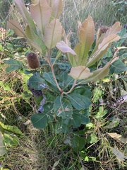 Banksia robur