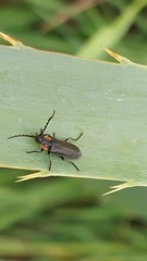 Polemius denticornis