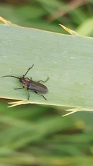 Polemius denticornis